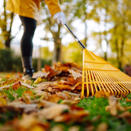 Fall Landscaping Tips for Better Septic Tank Health