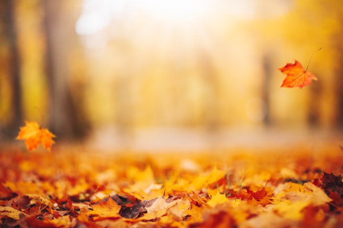 Falling Leaves, Rising Problems: How Autumn Foliage Can Impact Your Septic System