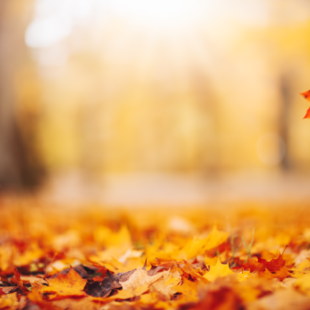 Falling Leaves, Rising Problems: How Autumn Foliage Can Impact Your Septic System