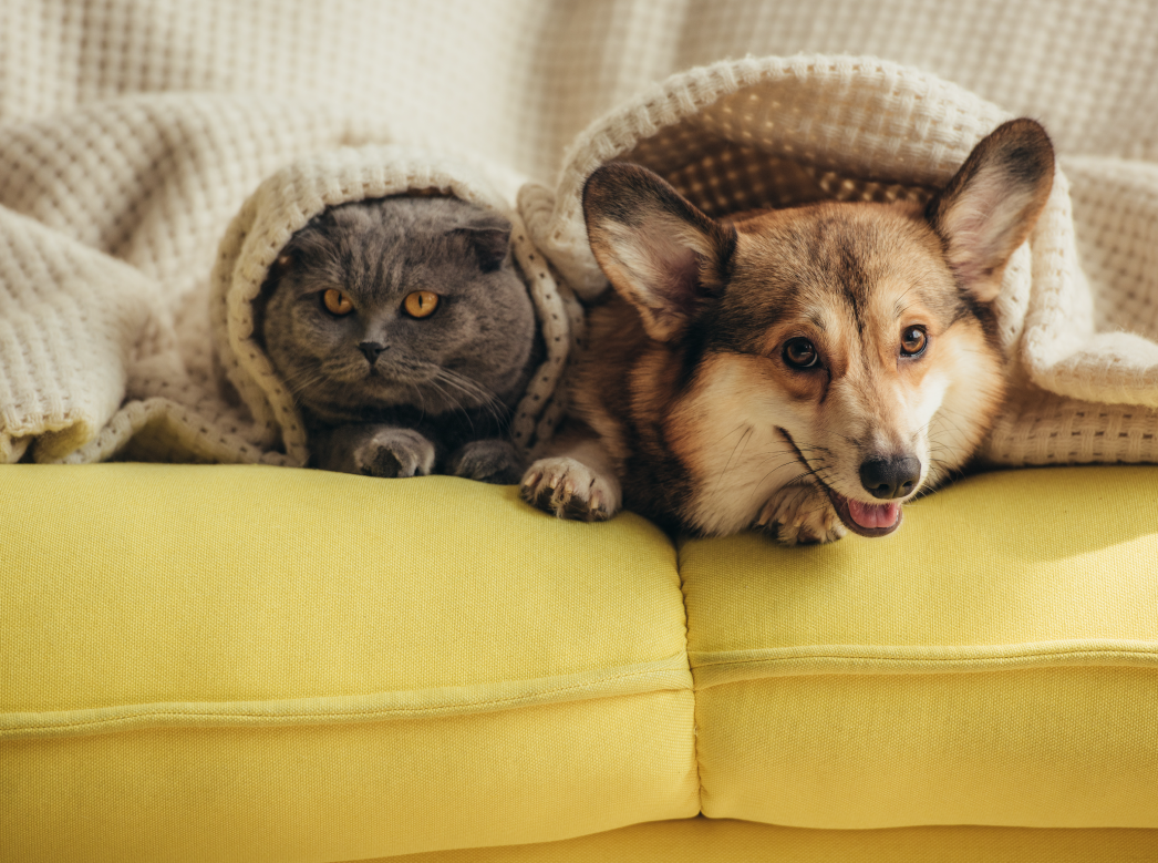 Septic Systems & Pets: Important Things to Note