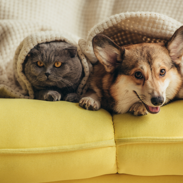 Septic Systems & Pets: Important Things to Note